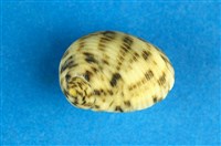 藏品(粗紋蜑螺)的圖片